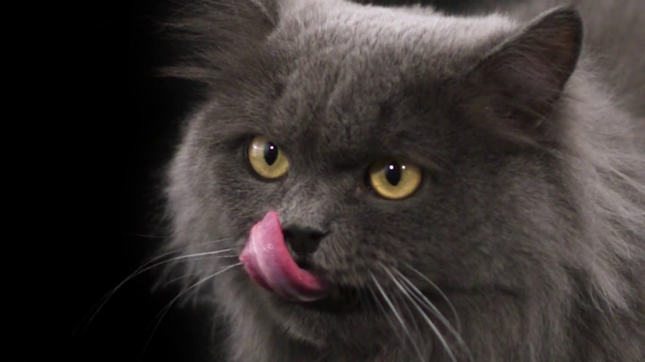 Purina One - Ben Kediyim Reklam Filmi